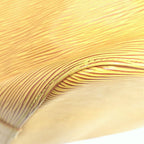 Louis Vuitton Petit Noe Shoulder Bag Epi Tassili Yellow — view 8